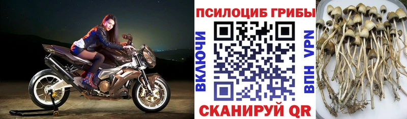 Галлюциногенные грибы мицелий  наркотики  Агрыз 